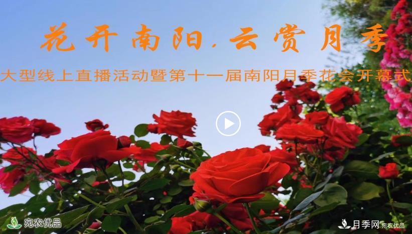 花開南陽(yáng) 云賞月季 南陽(yáng)市2020線上“云賞花”大型直播開始了(圖1)