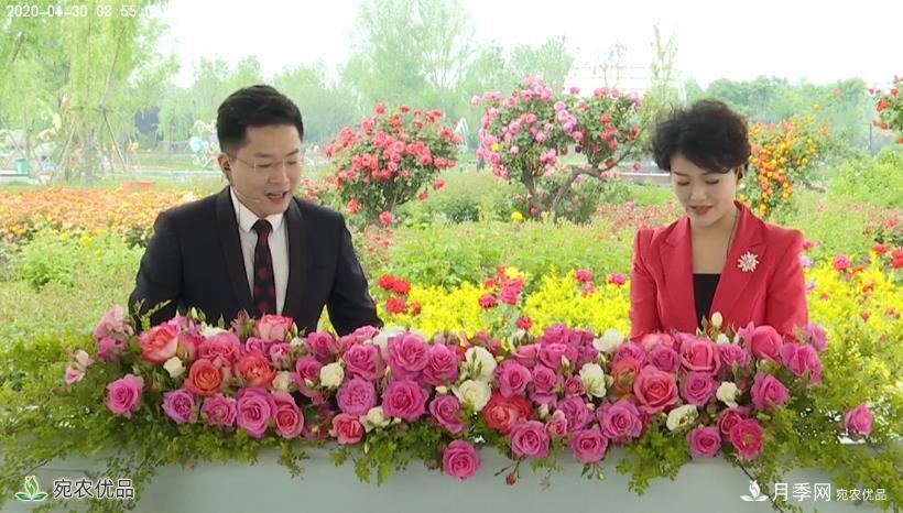 花開南陽(yáng) 云賞月季 南陽(yáng)市2020線上“云賞花”大型直播開始了(圖2)