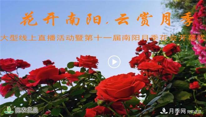“網(wǎng)絡直播+電視直播+網(wǎng)絡互動”云端賞花 南陽月季香飄五洲(圖2)