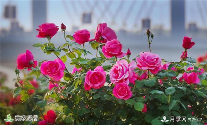 河南種苗站認(rèn)定南陽市“薔薇屬植物種質(zhì)資源庫”建設(shè)項目(圖2)