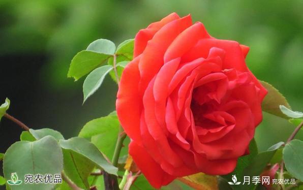 河南種苗站認(rèn)定南陽市“薔薇屬植物種質(zhì)資源庫”建設(shè)項目(圖1)