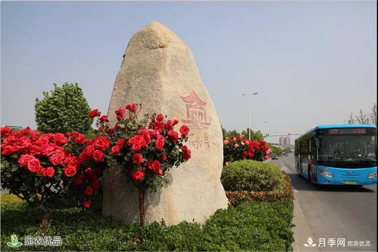月季之鄉(xiāng)美不勝收！南陽月季景觀路觀賞指南，請收好！(圖10)
