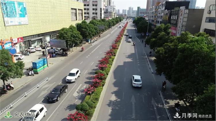 月季之鄉(xiāng)美不勝收！南陽月季景觀路觀賞指南，請收好！(圖6)