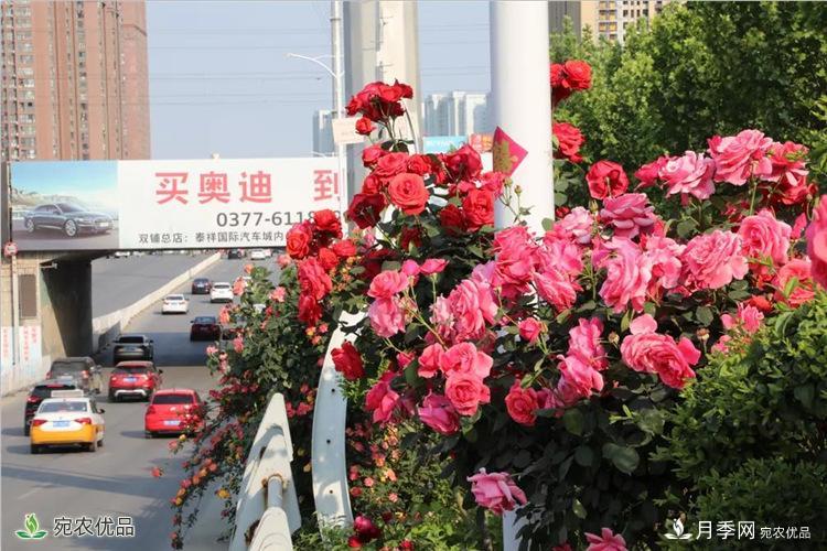 月季之鄉(xiāng)美不勝收！南陽月季景觀路觀賞指南，請收好！(圖15)