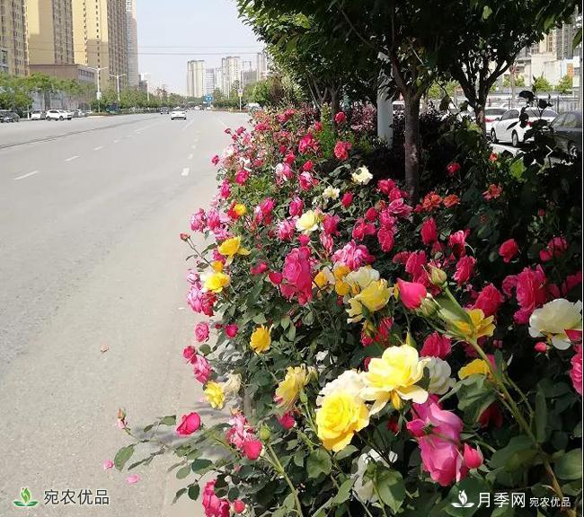 月季之鄉(xiāng)美不勝收！南陽月季景觀路觀賞指南，請收好！(圖18)