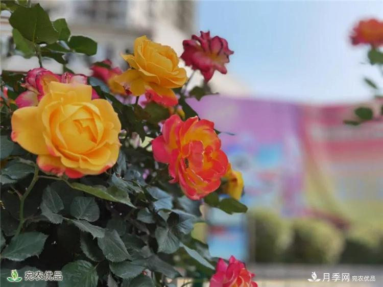 月季之鄉(xiāng)美不勝收！南陽月季景觀路觀賞指南，請收好！(圖20)