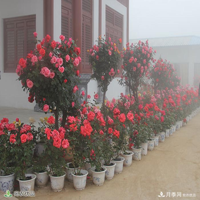 盆花月季盆栽月季南陽種植基地批發(fā)報(bào)價(jià)(圖3)