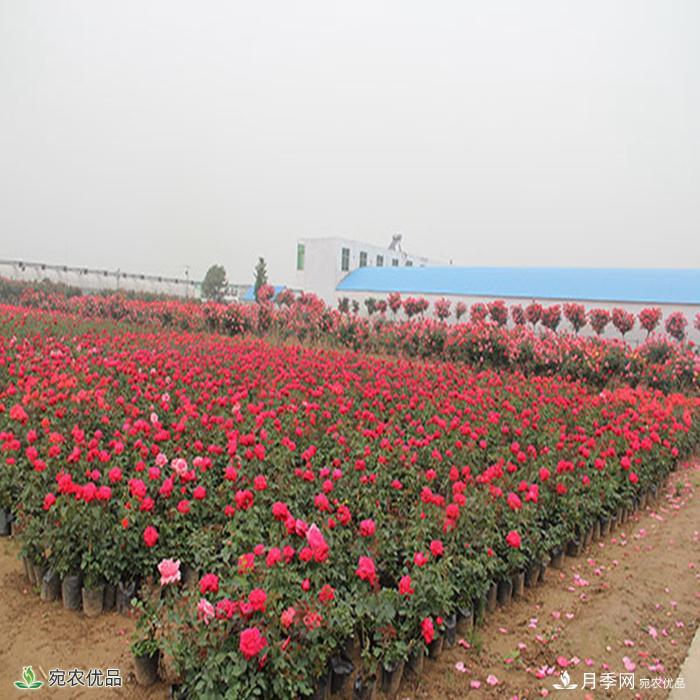 盆花月季盆栽月季南陽種植基地批發(fā)報(bào)價(jià)(圖2)