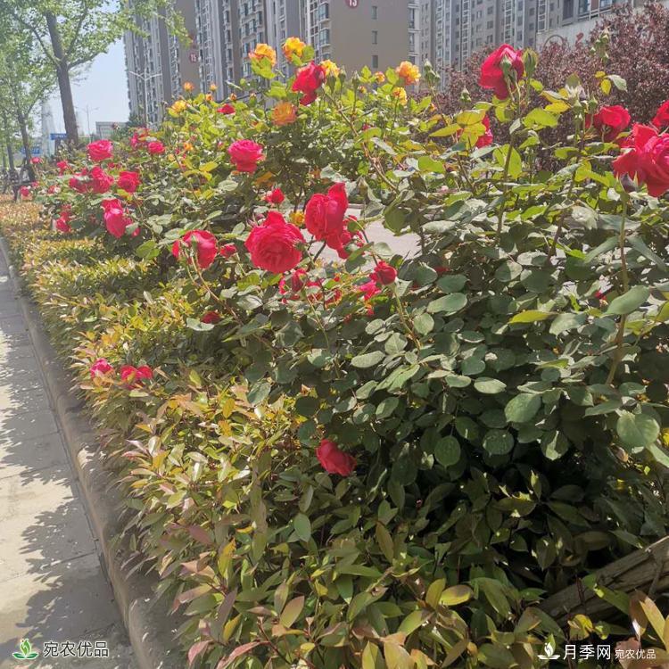 南陽月季樹基地_南陽月季_樹狀月季批發(fā)和價(jià)格(圖3)