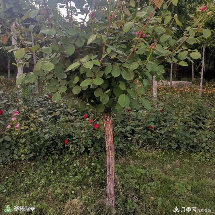 南陽月季樹基地_南陽月季_樹狀月季批發(fā)和價(jià)格(圖2)