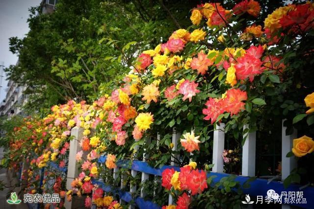 香飄九州美不勝收！丹陽(yáng)驚現(xiàn)五彩月季花墻場(chǎng)景！(圖2)