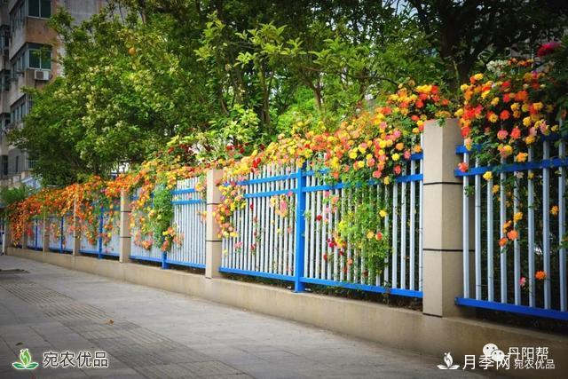 香飄九州美不勝收！丹陽(yáng)驚現(xiàn)五彩月季花墻場(chǎng)景！(圖1)
