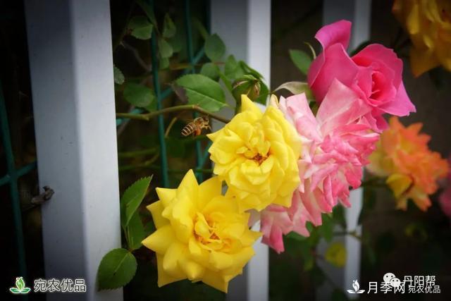 香飄九州美不勝收！丹陽(yáng)驚現(xiàn)五彩月季花墻場(chǎng)景！(圖4)