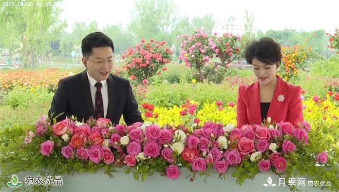 “花開南陽 云賞月季”大型線上直播活動暨第十一屆南陽月季花會側記(圖3)