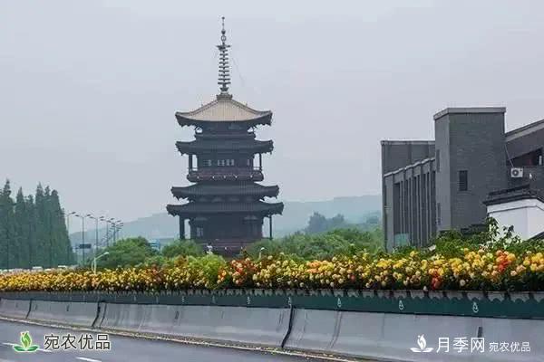 月季史詩，被中國70多個城市選為市花的月季，究竟有怎樣的魅力？(圖2)