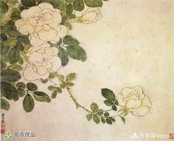 月季史詩，被中國70多個城市選為市花的月季，究竟有怎樣的魅力？(圖7)