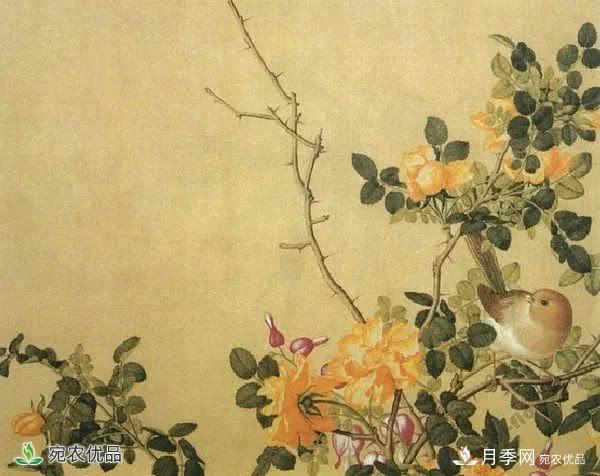 月季史詩，被中國70多個城市選為市花的月季，究竟有怎樣的魅力？(圖8)