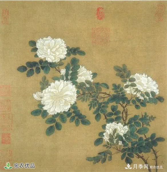 月季史詩，被中國70多個城市選為市花的月季，究竟有怎樣的魅力？(圖6)