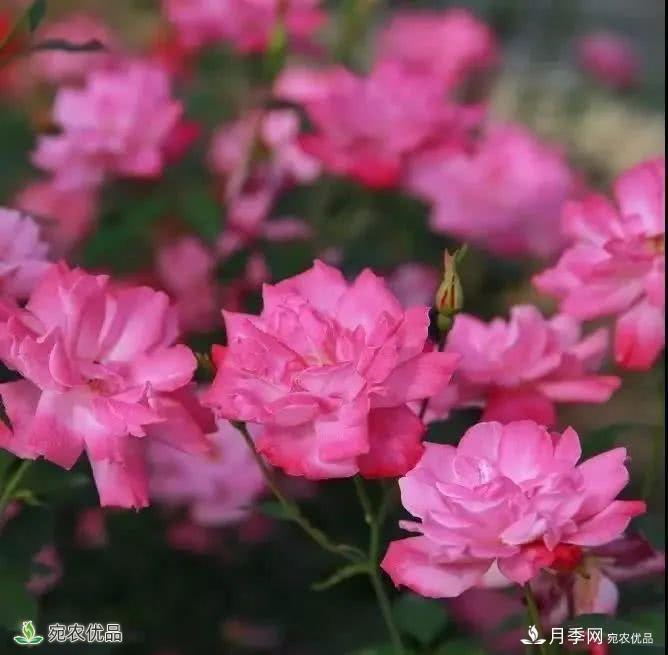 月季史詩，被中國70多個城市選為市花的月季，究竟有怎樣的魅力？(圖9)