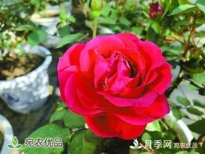 月季史詩，被中國70多個城市選為市花的月季，究竟有怎樣的魅力？(圖12)