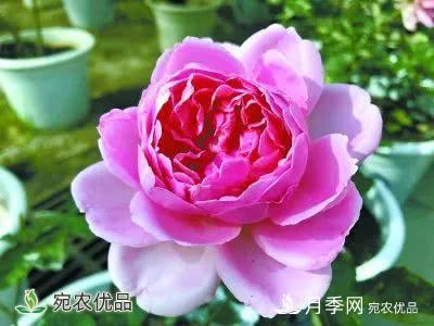月季史詩，被中國70多個城市選為市花的月季，究竟有怎樣的魅力？(圖13)