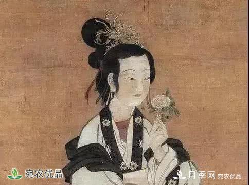 月季史詩，被中國70多個城市選為市花的月季，究竟有怎樣的魅力？(圖5)