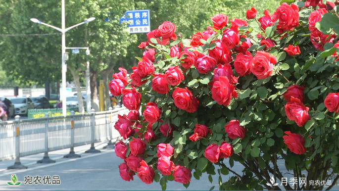 美不勝收芳香怡人！濟(jì)寧街頭月季花開正艷(圖1)