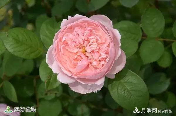 月季，市花之***，東西方的混血美人(圖1)