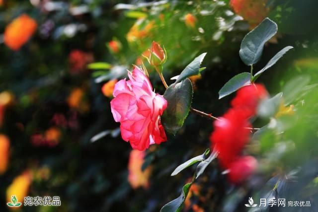 月季，市花之***，東西方的混血美人(圖3)