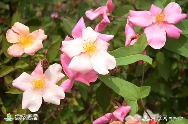 月季，市花之***，東西方的混血美人(圖2)
