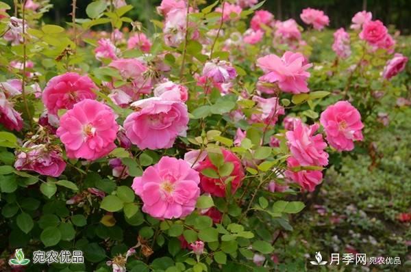 月季，市花之***，東西方的混血美人(圖6)