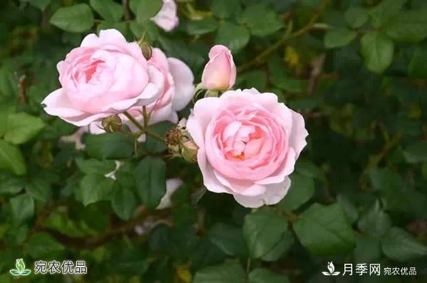 月季，市花之***，東西方的混血美人(圖7)