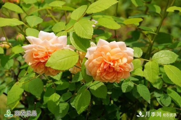 月季，市花之***，東西方的混血美人(圖8)