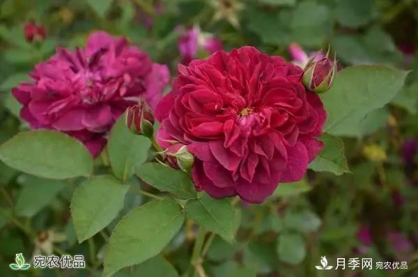 月季，市花之***，東西方的混血美人(圖5)