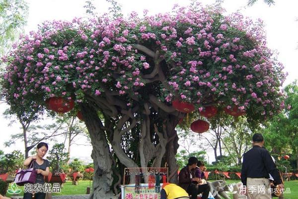 古樁月季不一樣的樹狀月季，還可以開出各色的彩色月季樹(圖1)