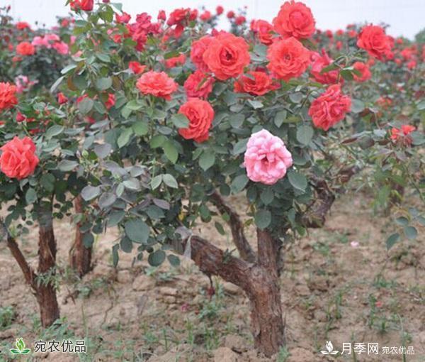 古樁月季不一樣的樹狀月季，還可以開出各色的彩色月季樹(圖3)