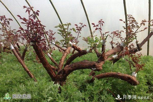 古樁月季不一樣的樹狀月季，還可以開出各色的彩色月季樹(圖2)