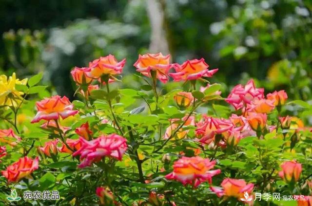 今年鄭州馬路邊的樹(shù)狀月季花為什么開(kāi)這么大？ 原有妙招！(圖2)