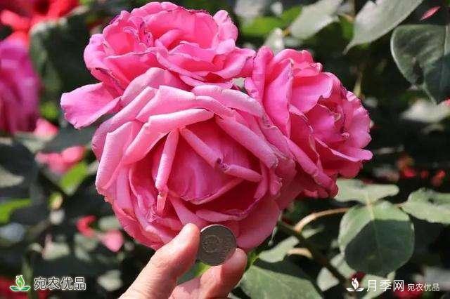 今年鄭州馬路邊的樹(shù)狀月季花為什么開(kāi)這么大？ 原有妙招！(圖1)