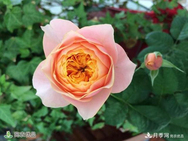 這8種月季是新手福音，病蟲害從來不擔(dān)心(圖5)