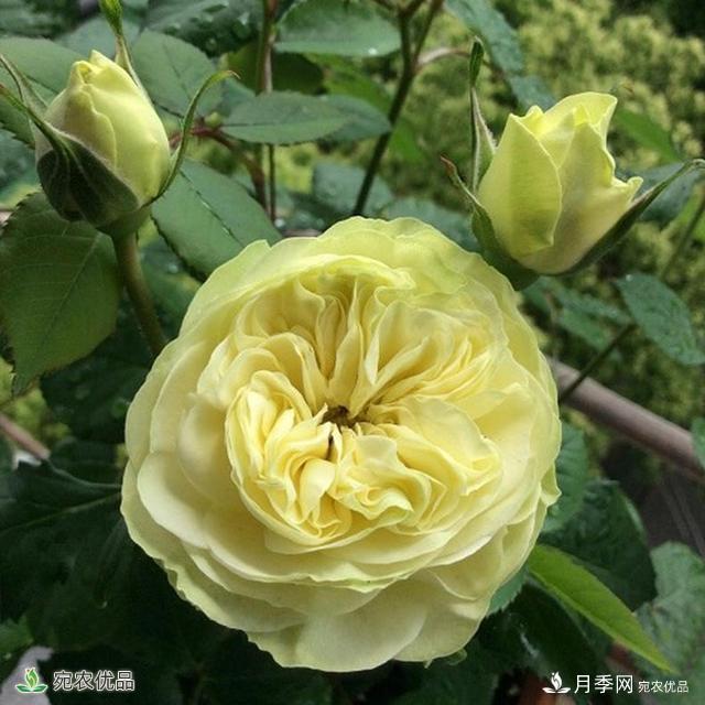 這8種月季是新手福音，病蟲害從來不擔(dān)心(圖15)