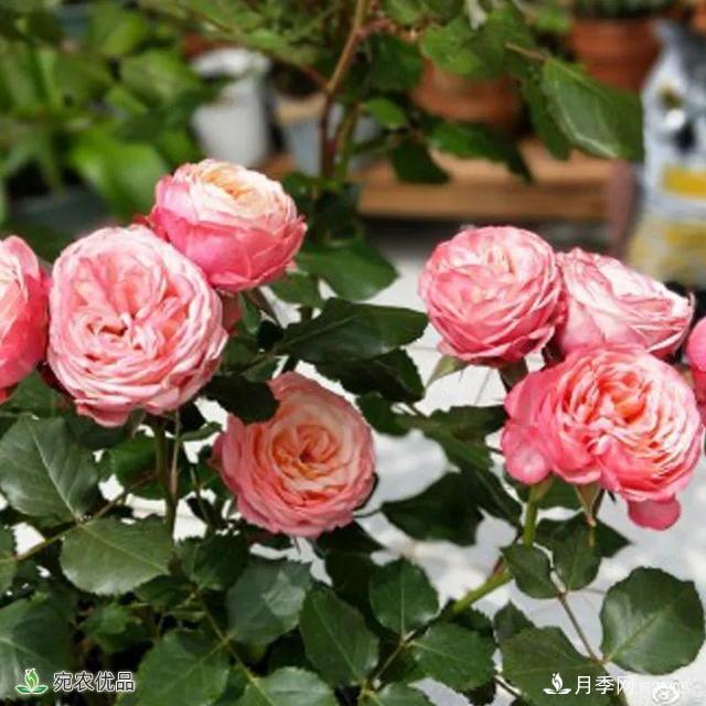 18種漂亮的藤本月季灌木月季微型月季，夏天就要養(yǎng)一盆，越熱越開爆！(圖14)