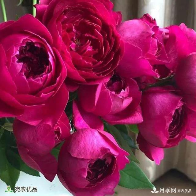 18種漂亮的藤本月季灌木月季微型月季，夏天就要養(yǎng)一盆，越熱越開爆！(圖5)