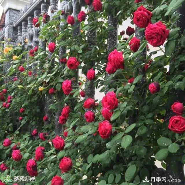 18種漂亮的藤本月季灌木月季微型月季，夏天就要養(yǎng)一盆，越熱越開爆！(圖13)