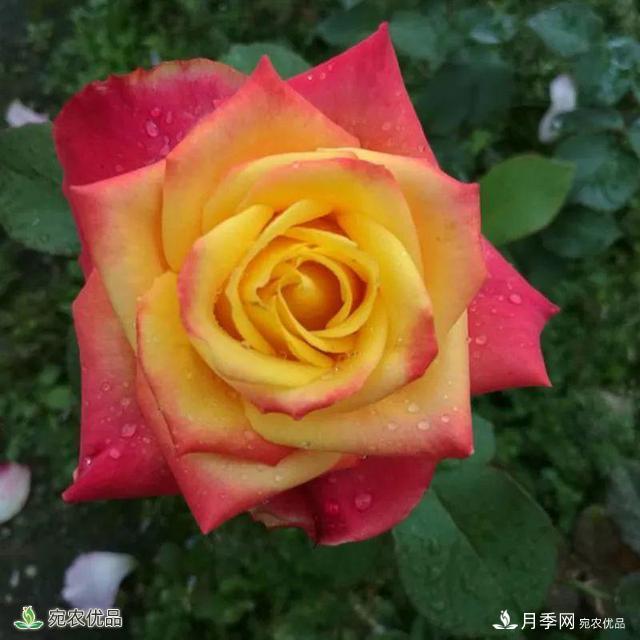 18種漂亮的藤本月季灌木月季微型月季，夏天就要養(yǎng)一盆，越熱越開爆！(圖6)
