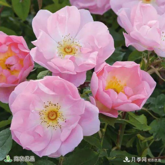 18種漂亮的藤本月季灌木月季微型月季，夏天就要養(yǎng)一盆，越熱越開爆！(圖2)