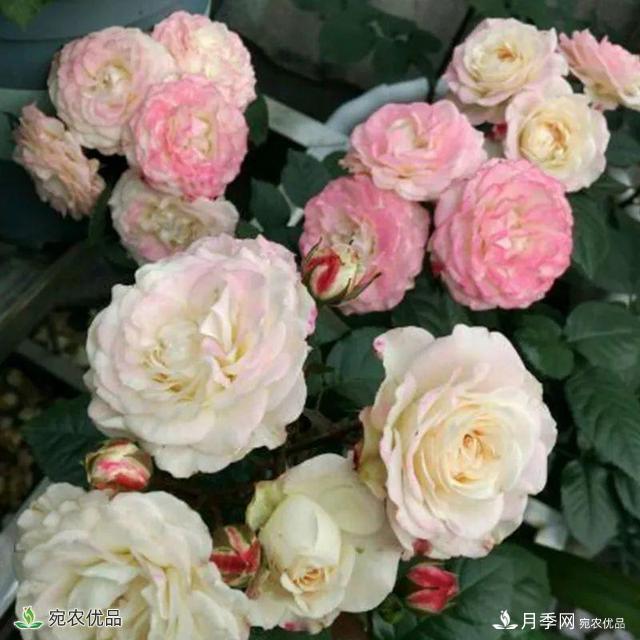 18種漂亮的藤本月季灌木月季微型月季，夏天就要養(yǎng)一盆，越熱越開爆！(圖18)