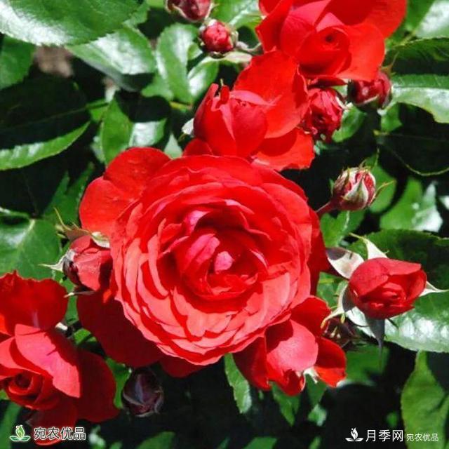 18種漂亮的藤本月季灌木月季微型月季，夏天就要養(yǎng)一盆，越熱越開爆！(圖15)