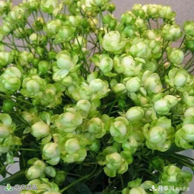 18種漂亮的藤本月季灌木月季微型月季，夏天就要養(yǎng)一盆，越熱越開爆！(圖17)