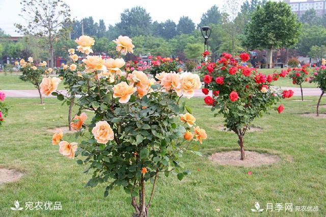 養(yǎng)花屆的新寵兒樹狀月季，南陽月季樹好不好養(yǎng)呢？(圖1)